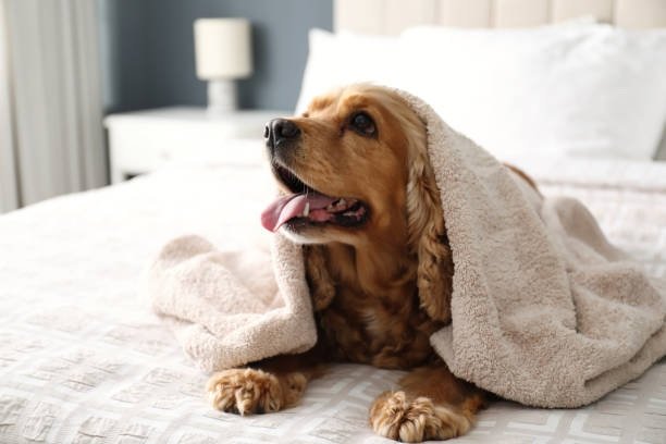 DIY Pet Accessories