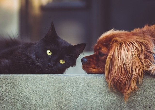 Pet Adoption Budget