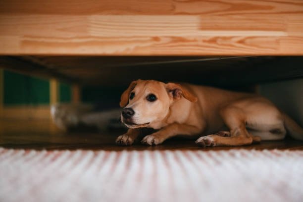 Parasite control for pets