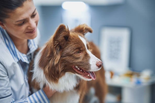 Puppy training classes