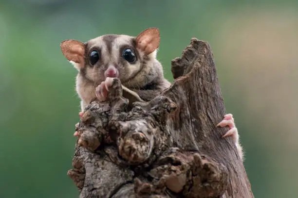 Sugar Gliders