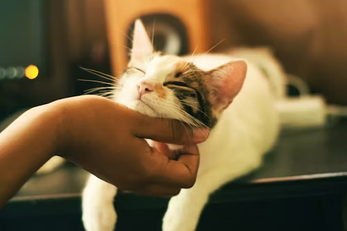 pet care